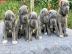 Cane Corso Welpen