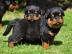 Rottweiler Welpen suchen ein neues zuhau