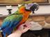 SCARLET MACAW ZU VERKAUFEN