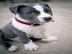 American Blueline Pitbull Welpen