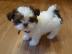 Reinrassige Shi Tzu Welpen