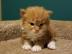 Maine Coon Kitten mit Stammbaum