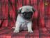 Mops Welpe sucht ein neues zu Hause