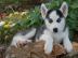 Siberian Husky Welpen suchen ihr neues Z