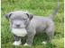 American Staffordshire Welpen Blue-Line