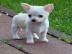 Super s??e MINI chihuahua welpen mit Pap