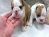 Se Englische Bulldoggenwelpen, WhatsAp