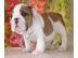 Englisch Bulldogge Welpen zu verkaufen