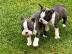 Liebevolles Boston Terrier Welpen mit pa