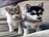 Pomsky Welpen mit Papieren whatsapp Numm