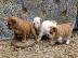 Typvolle S??e Englisch Bulldogge Welpen