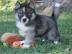 Reinrassige siberian husky Welpen zu ver