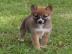 Shiba Inu puppies