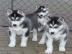 Reinrassige Siberian Husky welpen