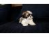 Schne schne Shih Tzu Welpen