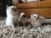 S?sse Perfekte Ragdoll Katzen Babies mit