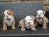 Englische Bulldoggen welpen