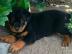 Rottweiler Welpen mit Papieren