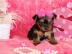 Yorkshire Terrier Welpen