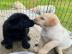 Labrador Retriever Welpen verfgbar fr