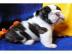 Reinrassige Englische Bulldogge Welpen