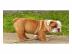 Englische Bulldogge Welpen mit FCI Ahne