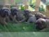 CANE CORSO sch?ne Welpen!