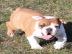 english bulldog puppy