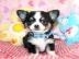 Super se mini chihuahua welpen mit pap