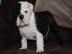 Liebevolles Englische Bulldogge Welpen m