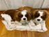 8 wochen cavalier king charles spaniel w