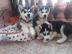 Siberian Husky Welpen mit papieren whats