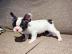 Franzsische Bulldogge, Welpe,