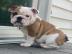 Englische Bulldoggenwelpen