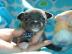 Liebevolles Mini Chihuahua Babys fur 285