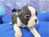 Boston Terrier Welpen FCI