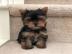 Gesunde Yorkshire Terrier Welpe/ VDH/ FC