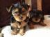 Schne Biewer Yorkshire Terrier Welpen. b