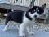 Siberian Husky Welpen mit Blauen und Bra