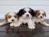 Cavalier King Charles Spaniel Welpen  wh