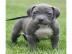 American Staffordshire Pitbull Terrier