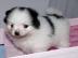 MINI Pomeranian SpitzBoo Welpe