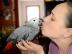 Graupapageien babys und macaw papageien