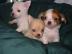 Mini Chihuahua Welpen f?r 350 Euros. What