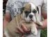 Wunderschne, Gesunde English Bulldog We