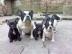 Franz?sische Bulldoggen Welpen in Black