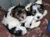 Yorkshire biewer terrier welpen