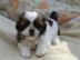 Reinrassige Shih Tzu Welpen