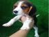 Beagle Welpen