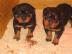 Reinrassige Rottweiler Welpen ADRK